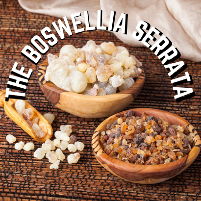 The Plaster of The Boswellia Serrata