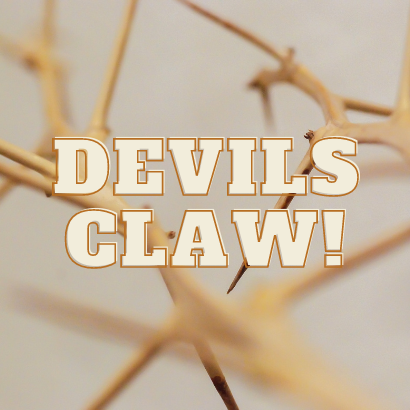 Devils Claw Popularity Makes It One of Southern Africa's Chief Herbs