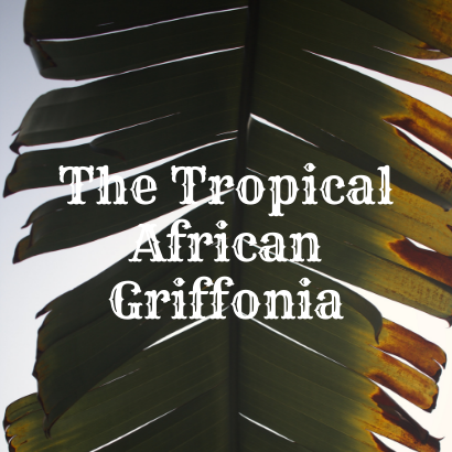 The Tropical African Griffonia