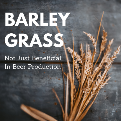 Barley - Not Just Beneficial In Beer Production