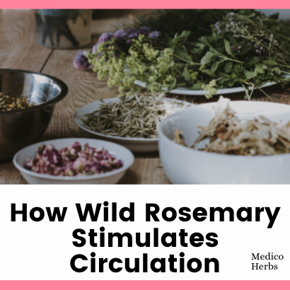 How Wild Rosemary Stimulates Circulation