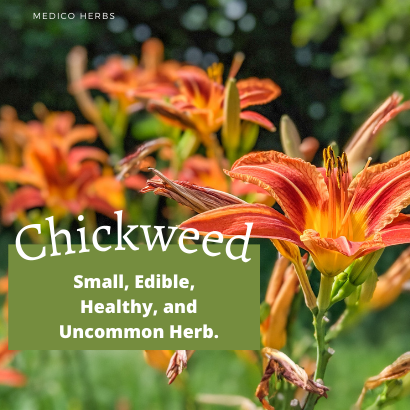 Small, Edible, Healthy, and Uncommon - Chickweed