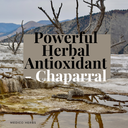 Powerful Herbal Antioxidant - Chaparral