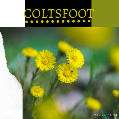 Coltsfoot Curing Respiratory Conditions