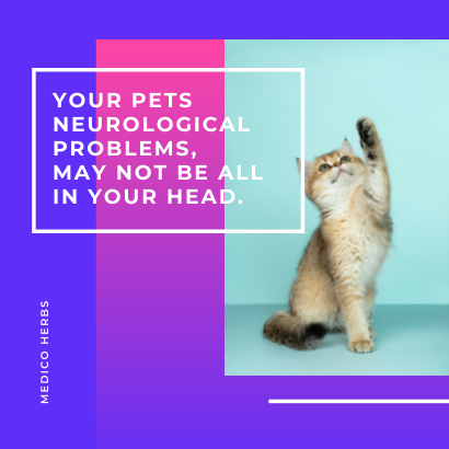 Your Pets Neurological Problems, May Not Be All In Your Head.