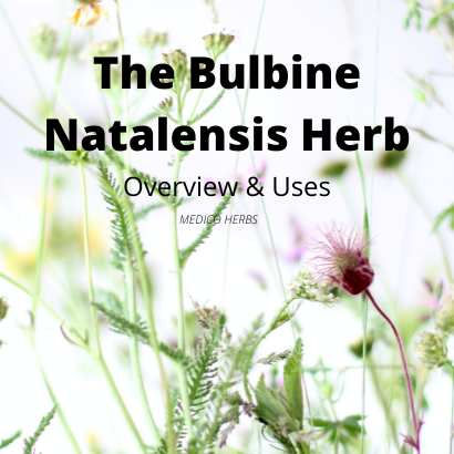 Bulbine Natalensis Herb - Overview and Uses