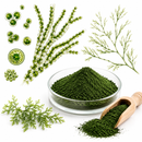 Chlorella Vulgaris Powder 1kg