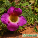 devilsclaw/herbs/1kg