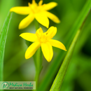 African Potato Hypoxis Hemerocallidea Rooperi 1Kg dried powder