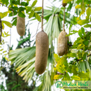 Kigelia (Kigelia Africana) Powder 10kg