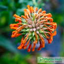 Leonotis Leonurus Wild Dagga Petals 50g