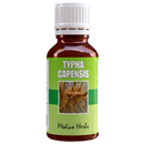 Typha Capensis Bulrush Drops 50ml