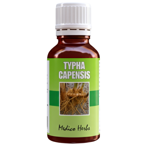 Typha Capensis Bulrush Drops 50ml
