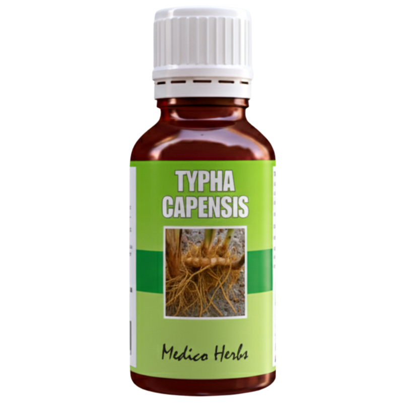 Typha Capensis Bulrush Drops 50ml