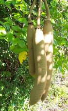 Kigelia Africana - sausage tree Fruit 1Kg powder