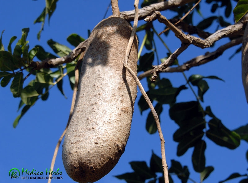 Kigelia africana - sausage tree Fruit 100g powder